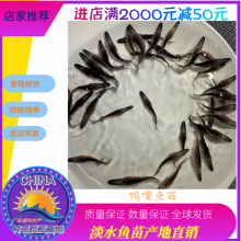 港興水產(chǎn) 專(zhuān)業(yè)供應(yīng)優(yōu)質(zhì)鴨嘴魚(yú)苗及魚(yú)苗批發(fā)服務(wù)
