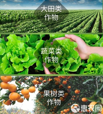 海藻肥“安豐樂-海藻素” 強力促生根壯苗、防病害與合成技術研發