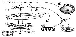 生物體內(nèi)有機物的元素組成與功能解析